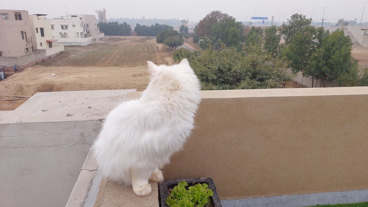 Crazy Cat Wants To Escape?
