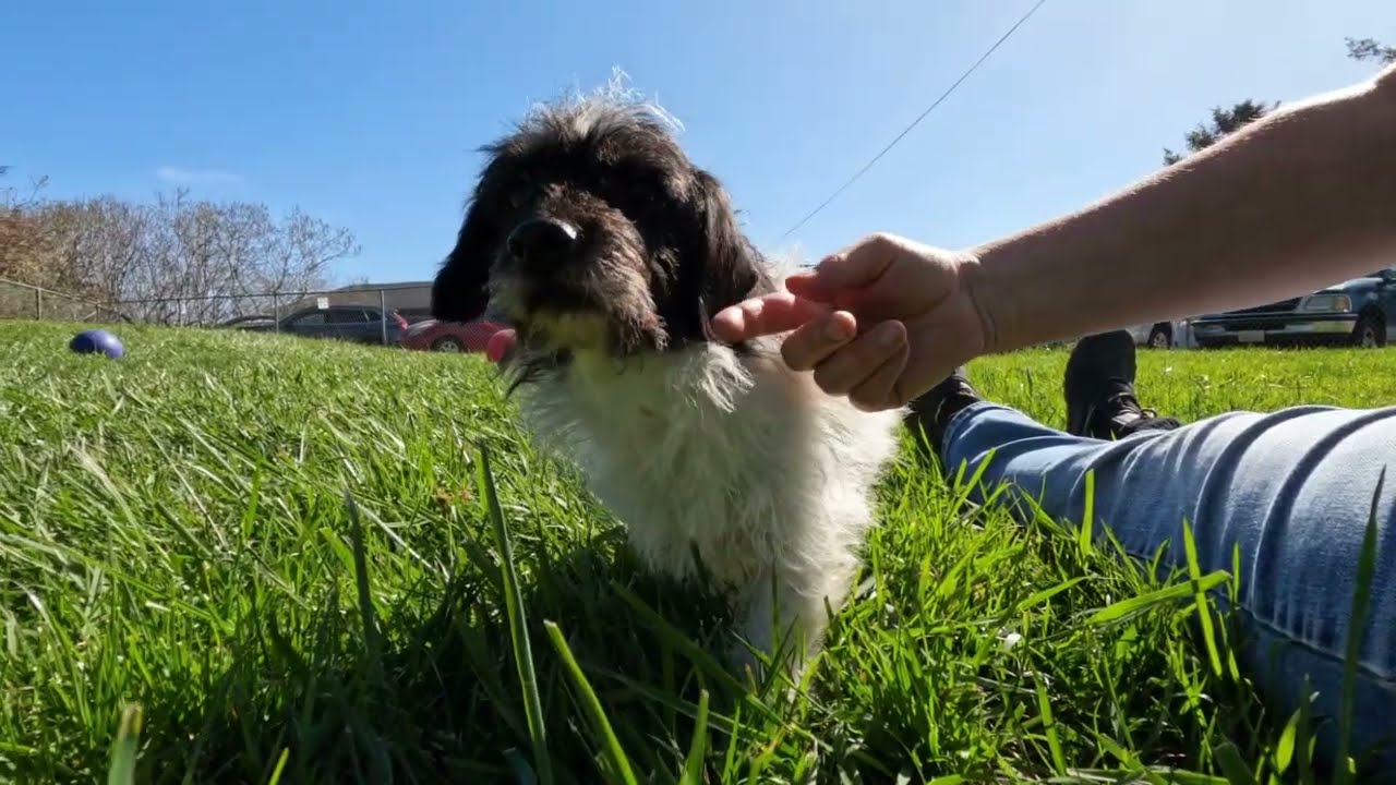 Oreo is waiting for his forever home at the Sequoia Humane Society of Eureka, CA!