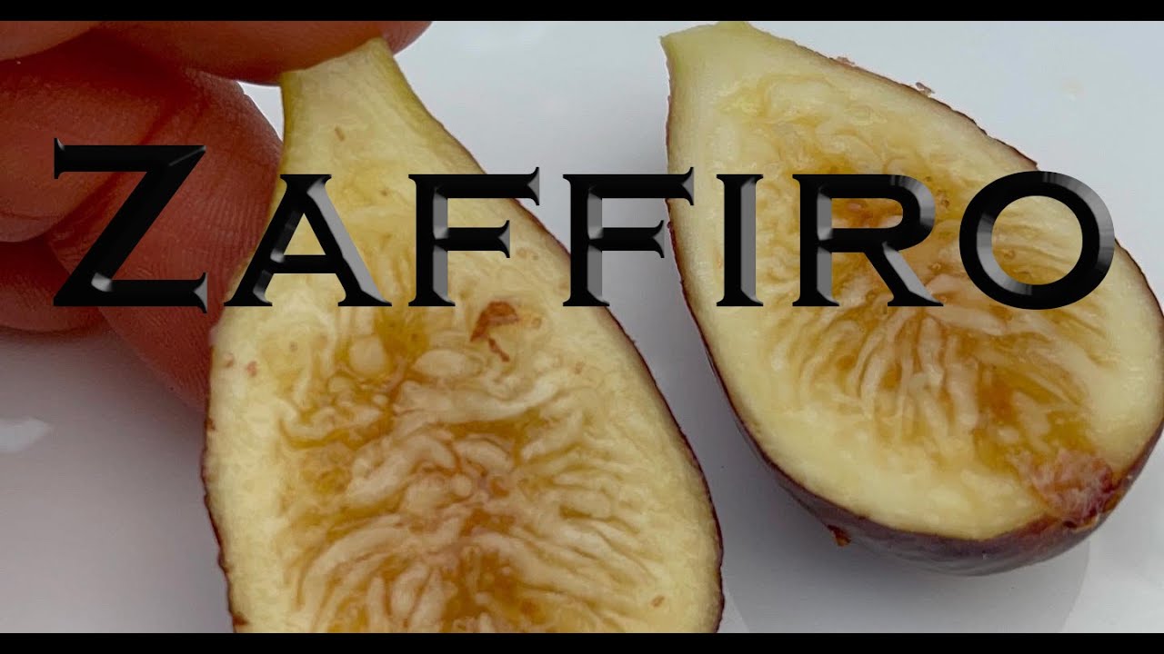 Zaffiro