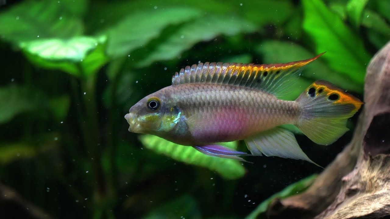 Planted Aquarium Centerpiece? Kribensis cichlid (Pelvicachromis pulcher) in a 50 gallon.
