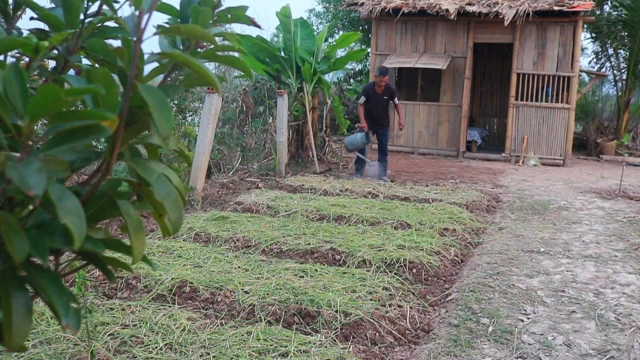 The first steps to building a small farm, planting trees and sowing vegetables