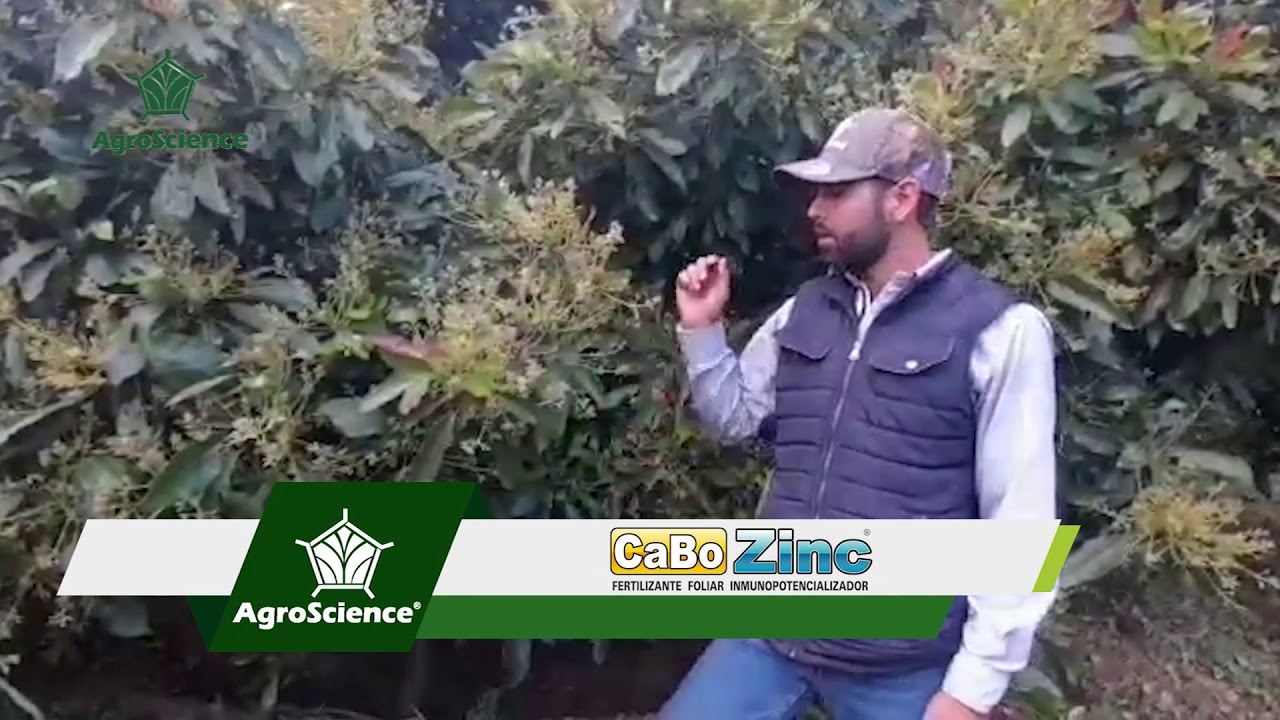 Aplica Soluciones para una Nutrición Excelente en Aguacate