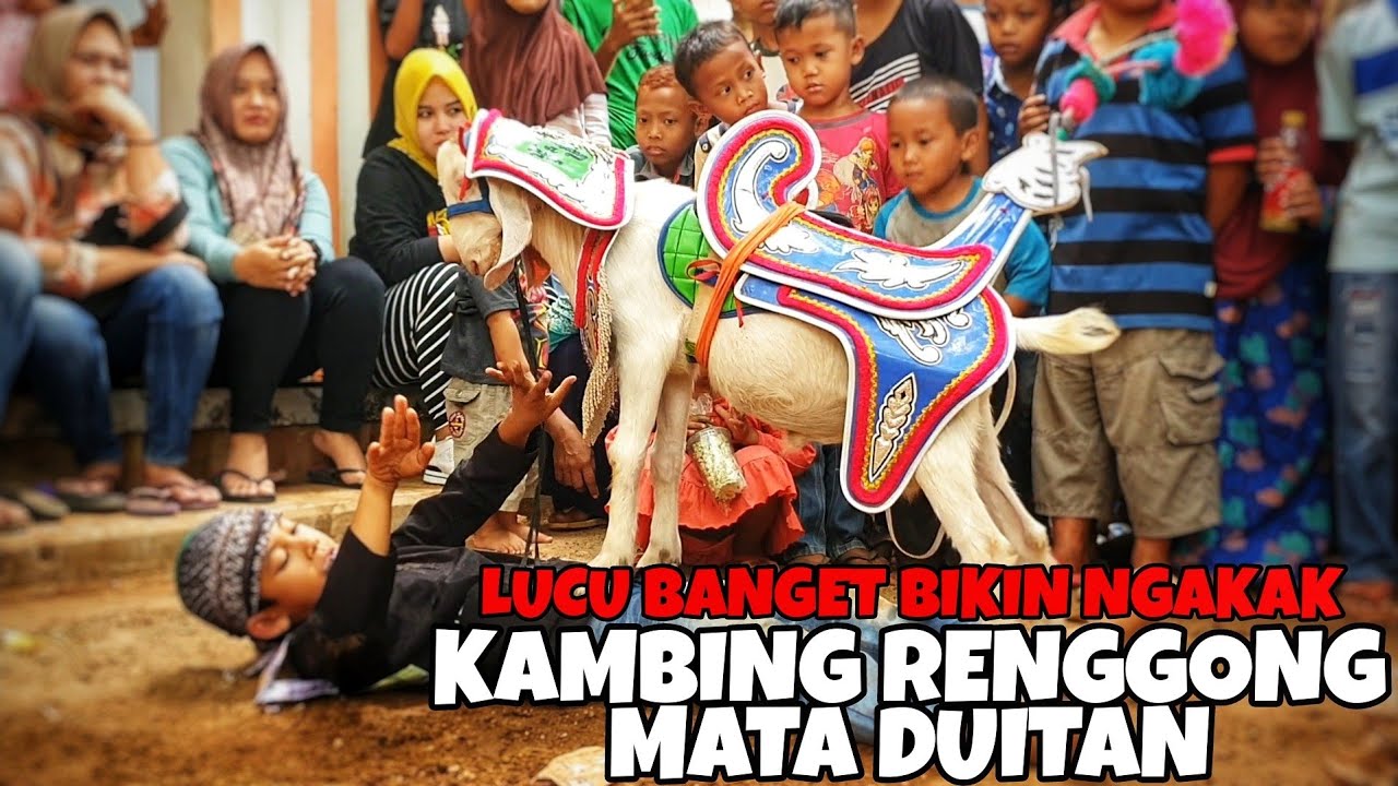 Atraksi kambing renggong lucu - cep fajar