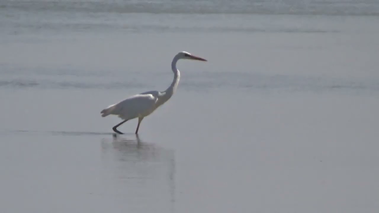 GREAT WHITE HERONS & Wurdemann's herons