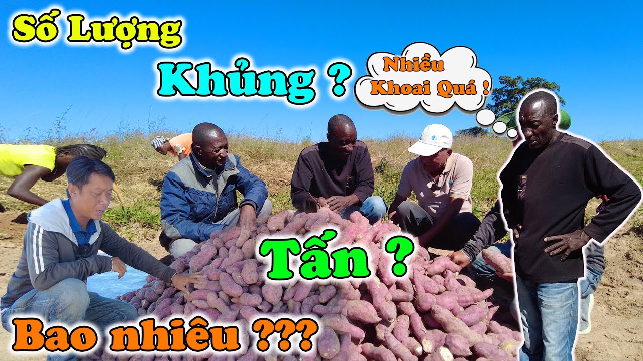 Bao Nhiêu Tấn Á Cháu ??? Cha Xứ Không Thể Ngờ Số Lượng Khoai Thu Hoạch Lại Khủng Đến Vậy ???