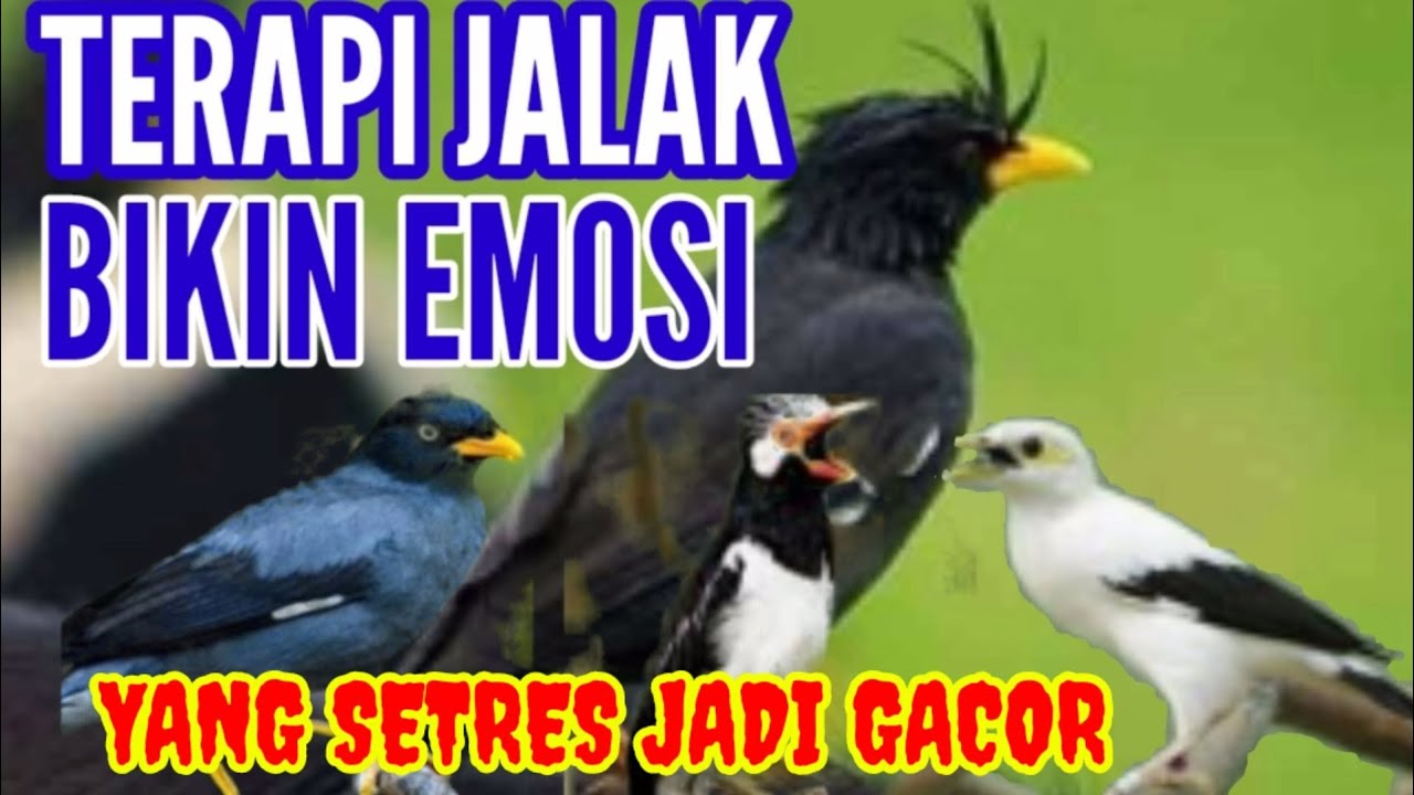 terapi segala jenis jalak auto yang setres dan yang bisu cepat bunyi