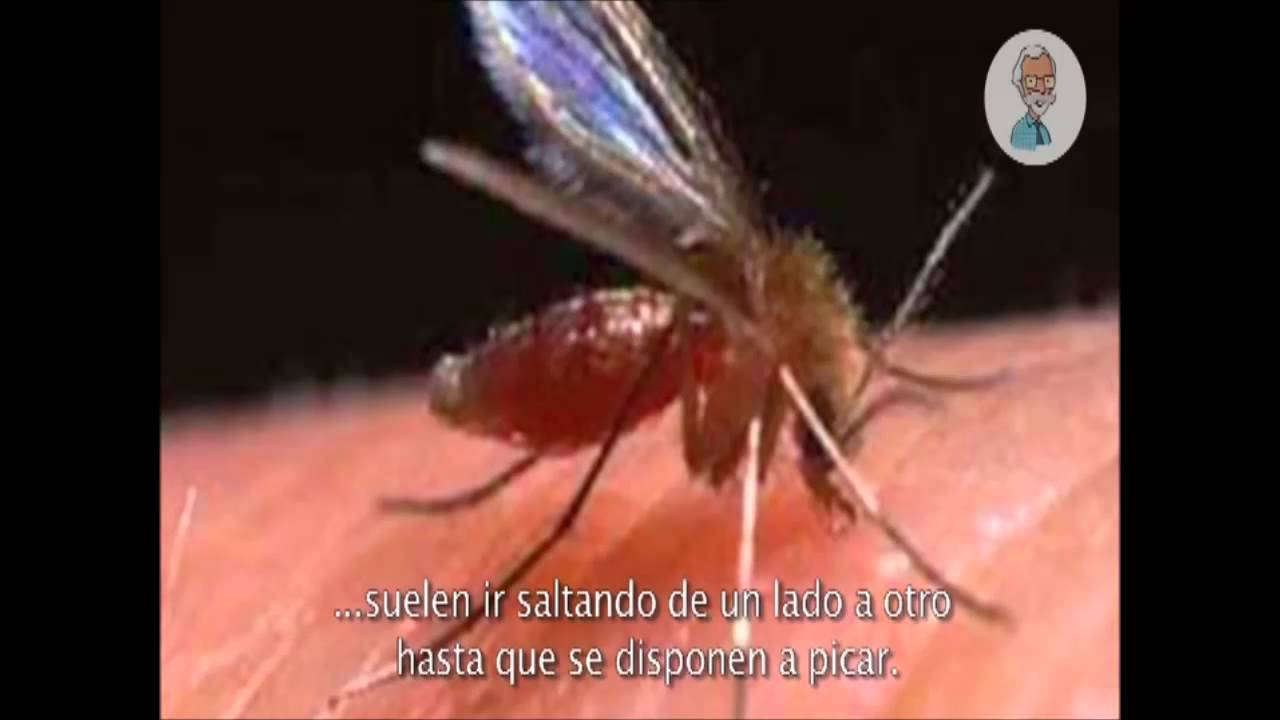 9 Todo lo que debe saber acerca de los flebotomos