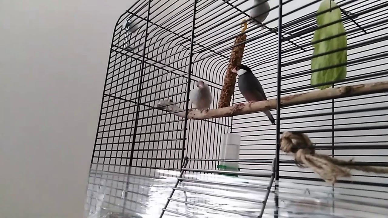 Rýžovník šedý & stříbrný /rodina se rozrůstá.