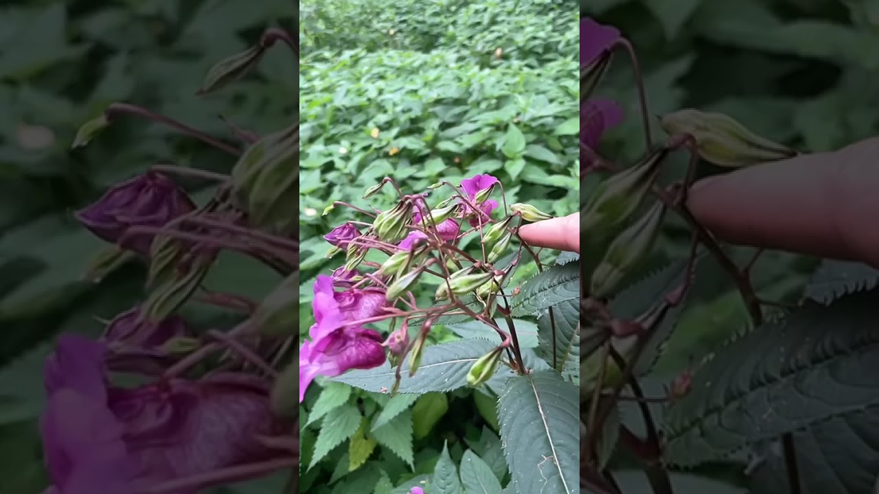 Explosie van het zaaddoosje van de reuzenbalsemien (Impatiens glandulifera)
