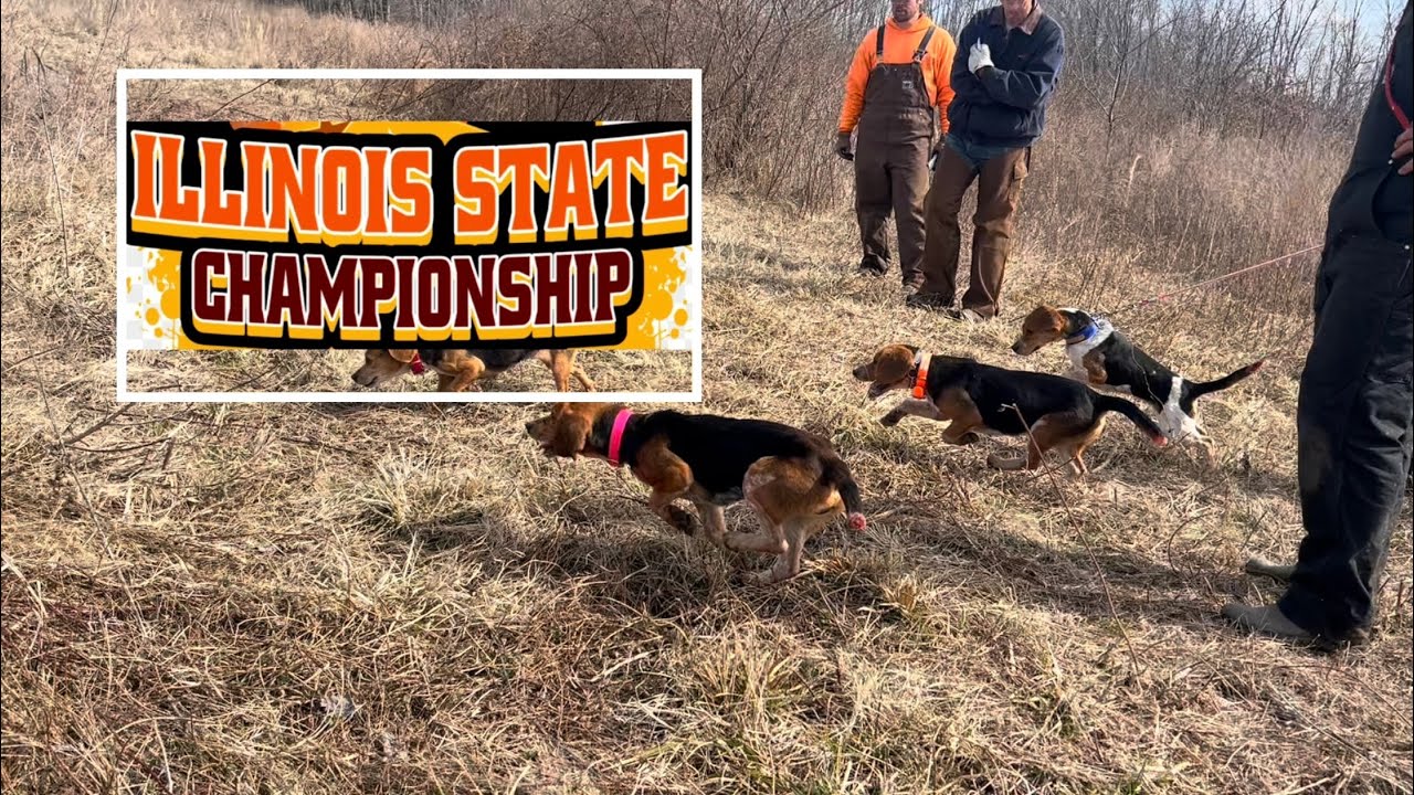 Beagle Field Trial, 2025 Illinois State Championship