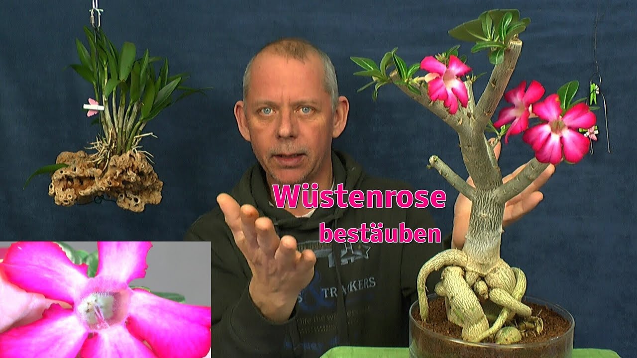 Adenium Wüstenrose bestäuben erster Versuch der Bestäubung und Blattschnitt