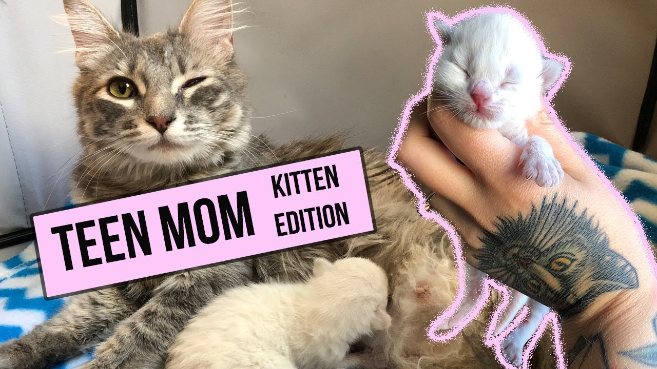 This young mama was still a kitten when she gave birth. Ugh. Now I'm raising both kittens!