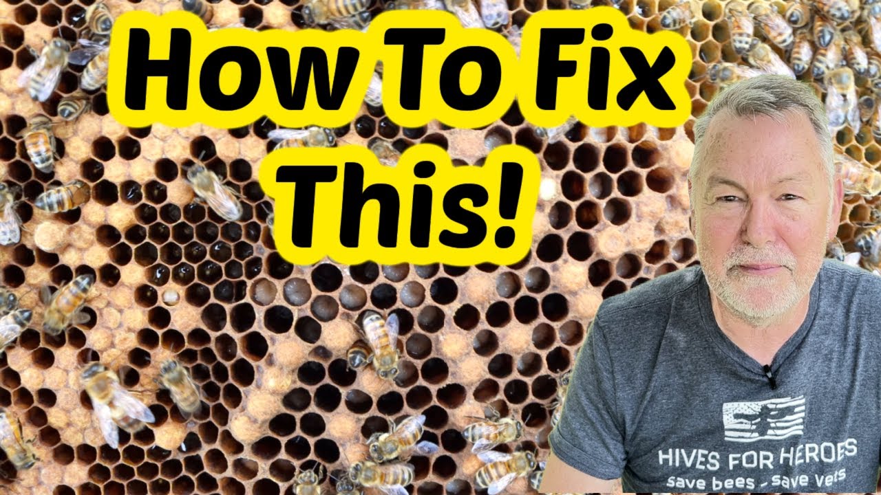 Beekeeping's Biggest Problem: How To Fix A Queenless Hive