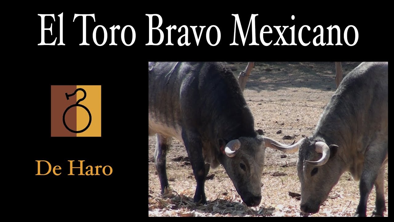 El Toro bravo mexicano   De Haro