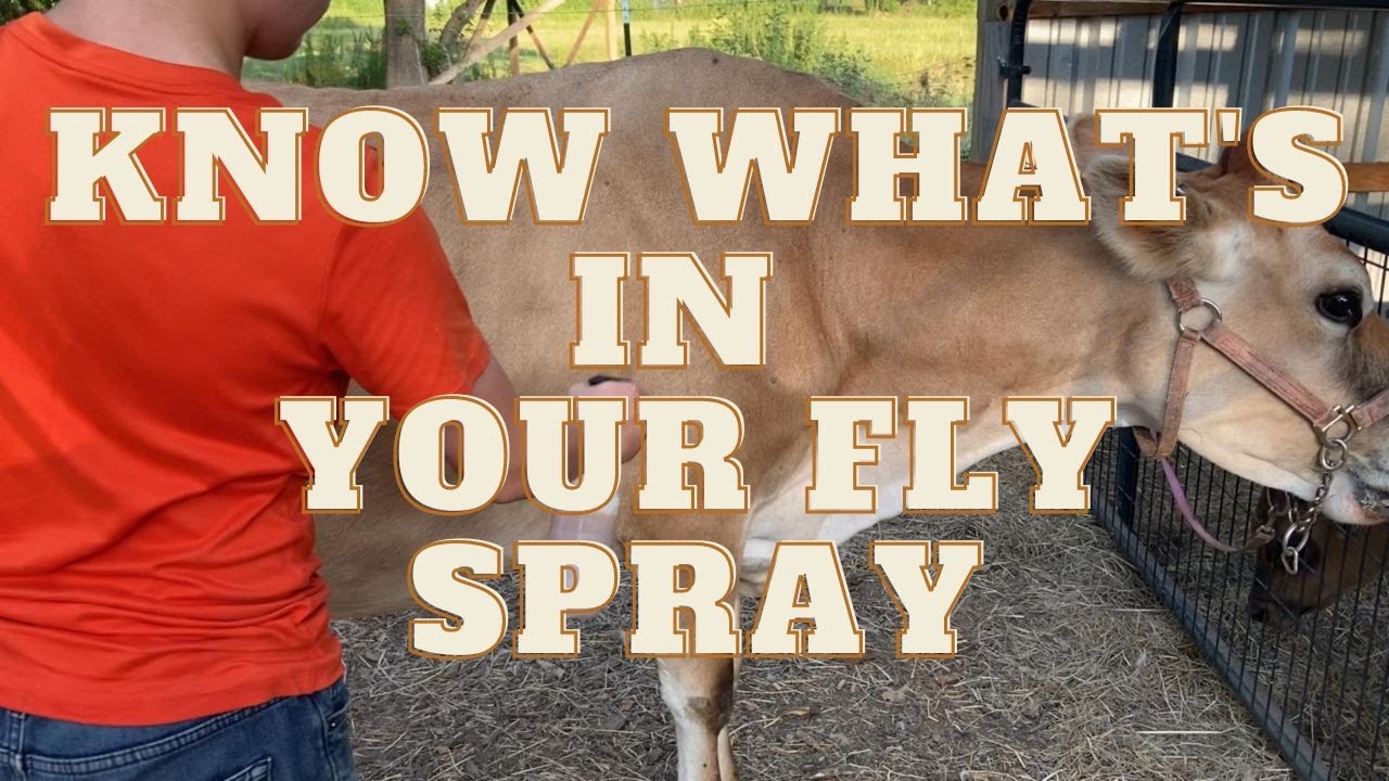Homemade Fly Spray for Livestock ~ That Really Works