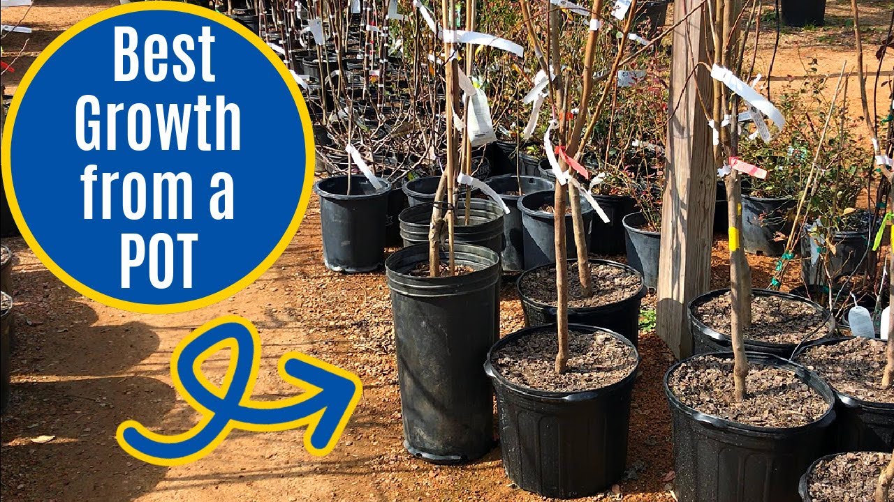 How to Plant a Pecan Tree from a Pot - Easy Planting Tips for Growth!