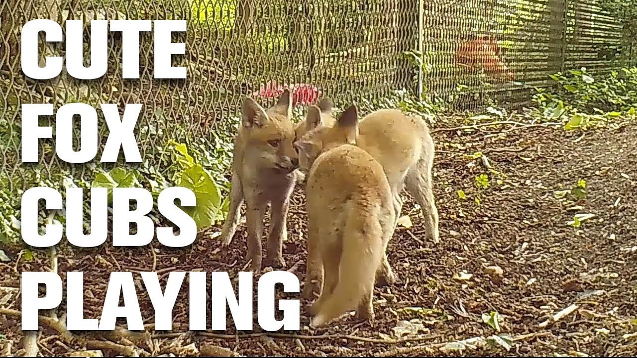 MEGA CUTE - Fox cubs playing