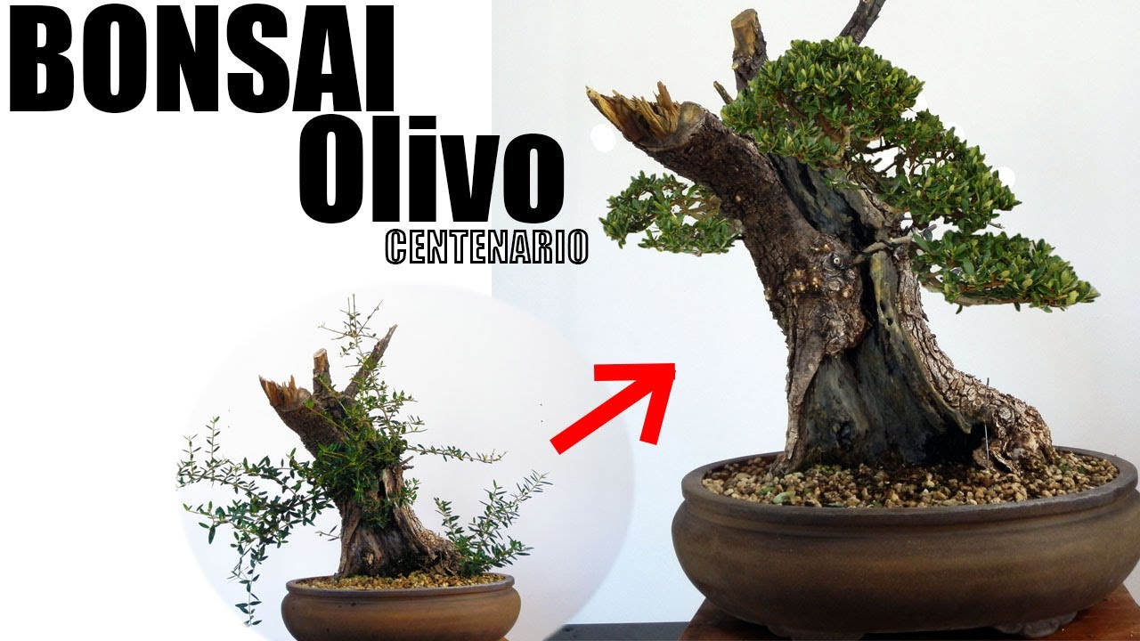 Cómo Hacer un Bonsai de Olivo centenario Paso a Paso