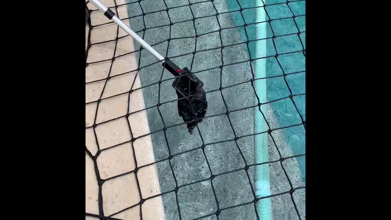 Removing Dead Rat From Pool With ScooperGenie