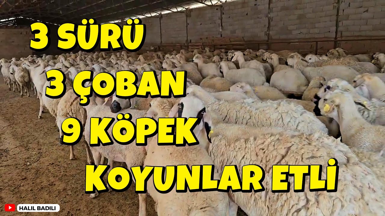 3 SÜRÜ 3 ÇOBAN 9 KÖPEK KOYUNLAR ETLİ