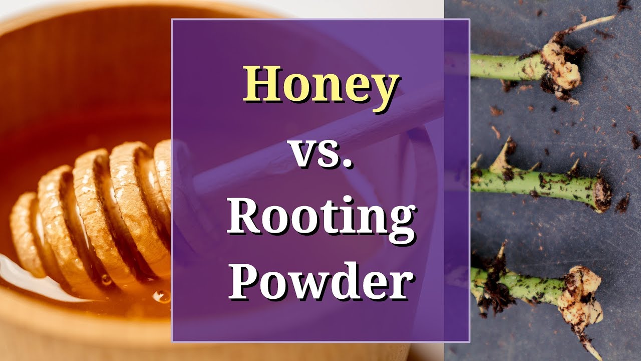 Honey vs Rooting Powder: A Propagation Trial