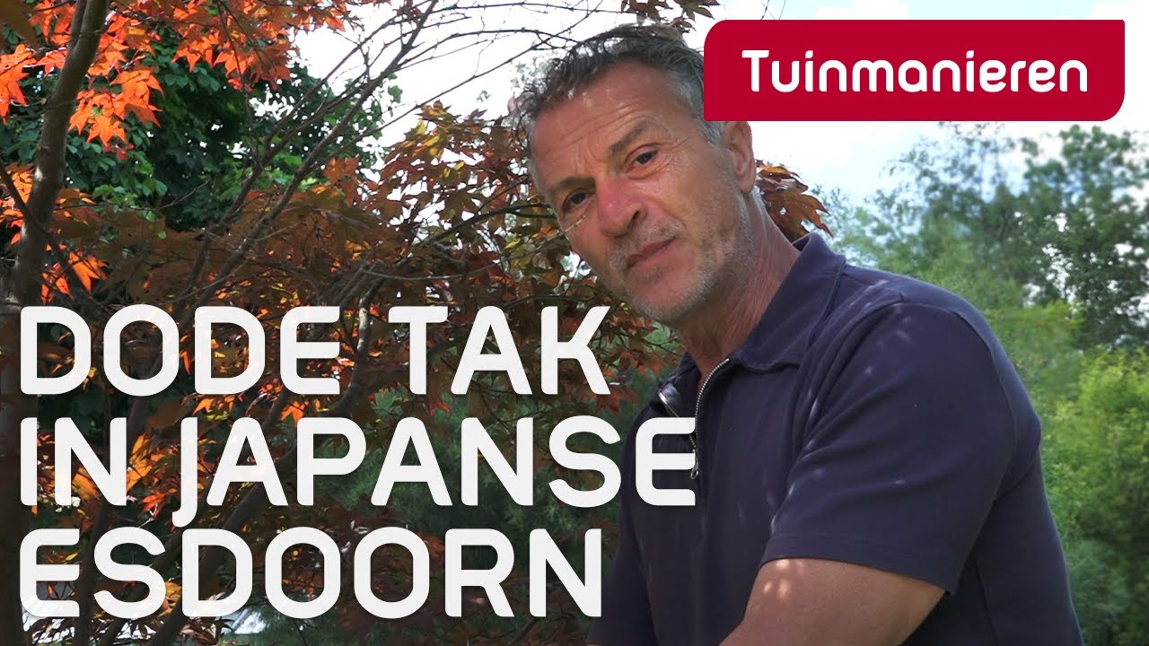 Dode tak in de Japanse Esdoorn: Verticillium of Verwelkingsziekte | Tuinmanieren
