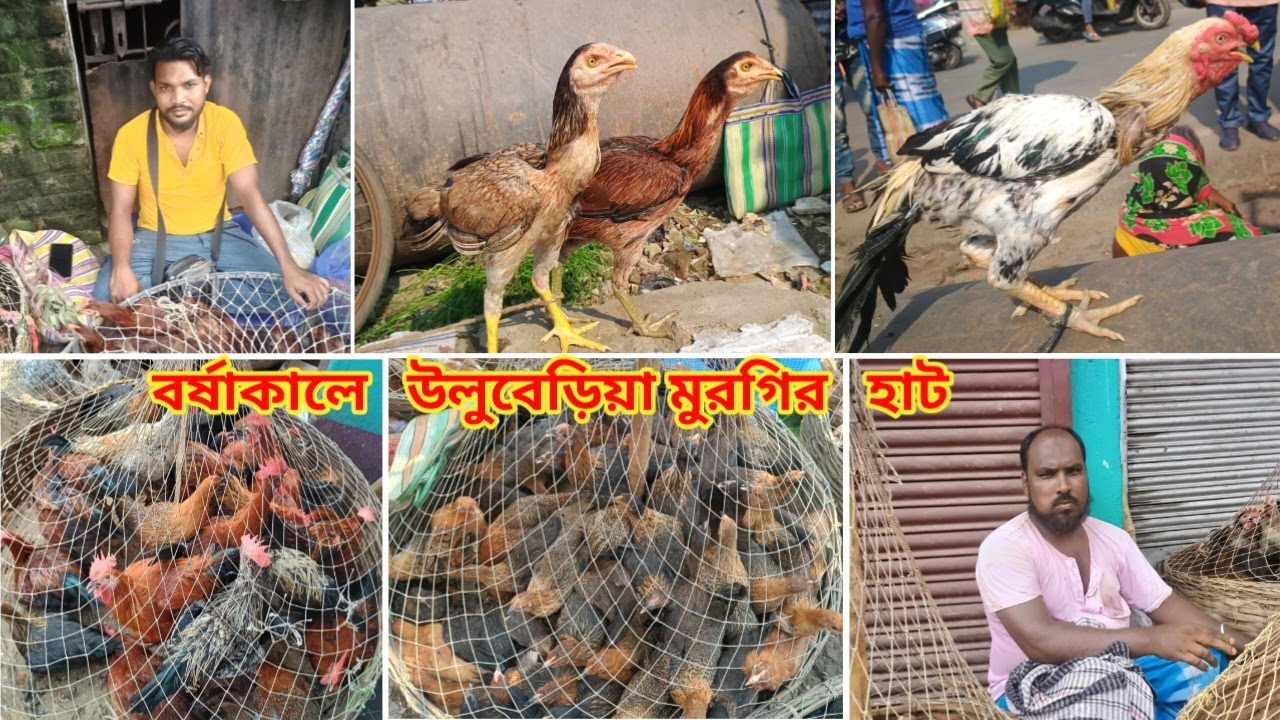 বর্ষাকালে উলুবেড়িয়া মুরগির হাট😱|ULUBERIA MURGI MARKET