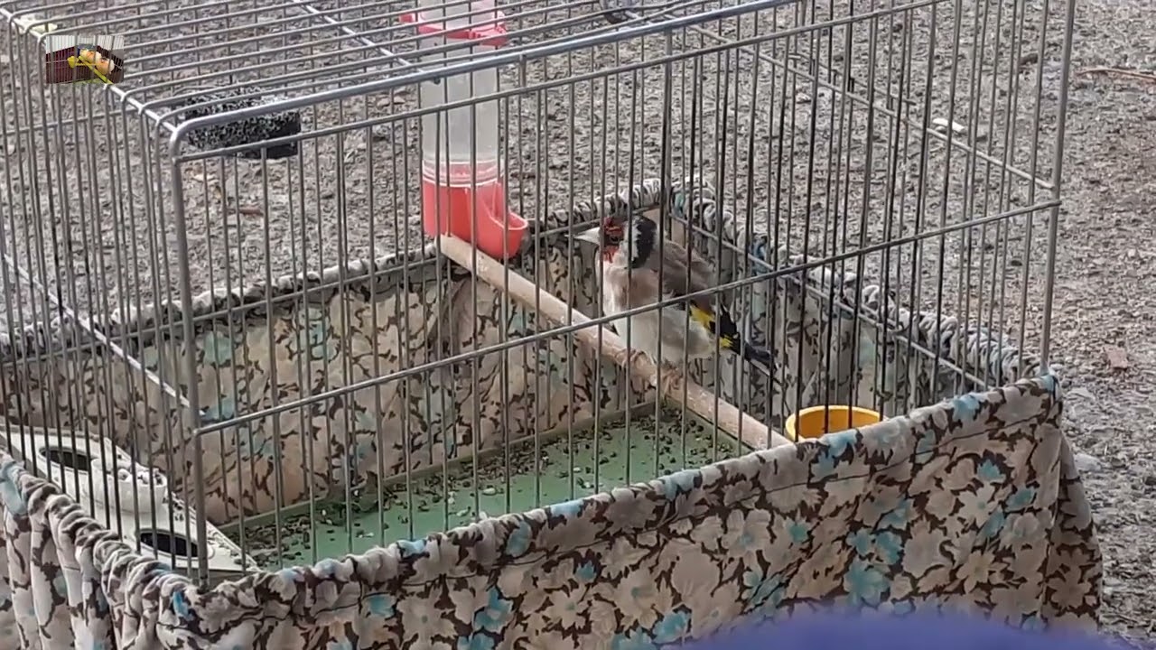 سهره دست  در خیابان.اغنیه الحصون فی الشارع الشلوغ.goldfinch in city