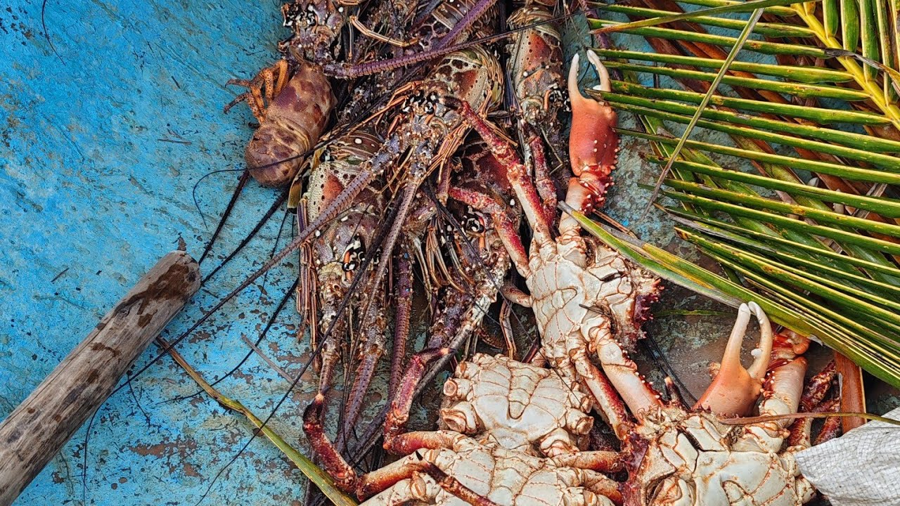 LANGOSTA OCULTAS