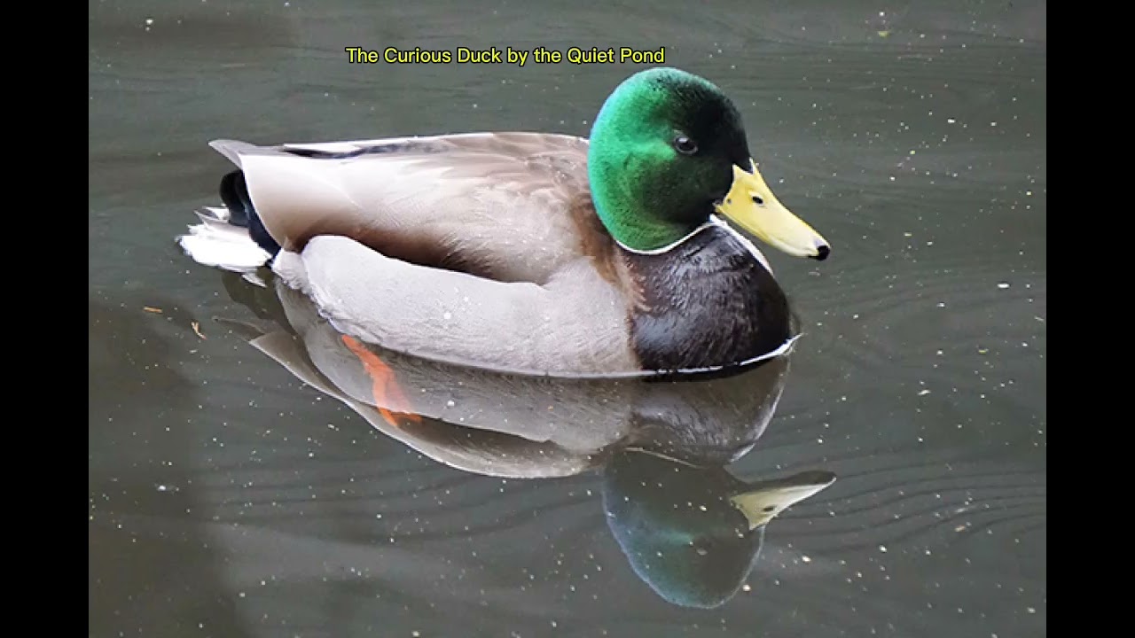 The Curious Duck By The Quiet Pond 