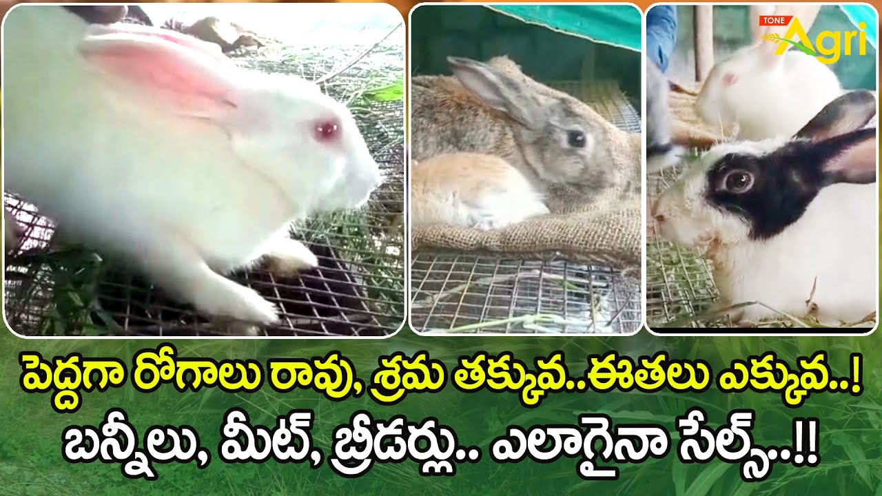 Kundelu, Rabbit Rearing | పెద్దగా రోగాలు రావు, శ్రమ తక్కువ, ఈతలు ఎక్కువ..! బన్నీలు, మీట్.. Tone Agri