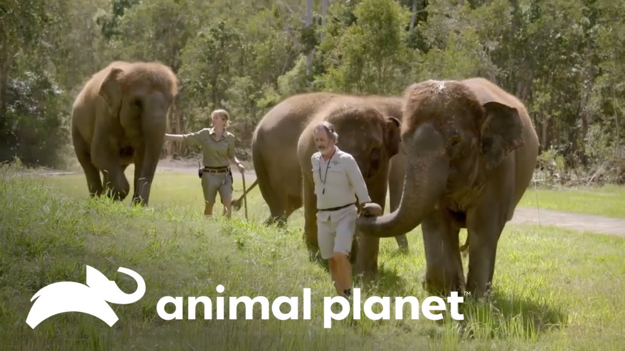 El asombroso recinto para elefantes en el zoológico de Australia | Los Irwin | Animal Planet