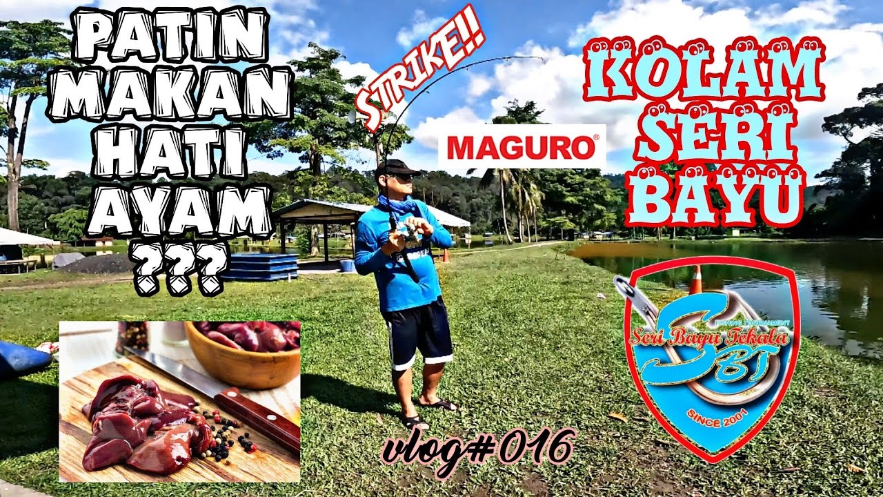 VLOG 016 | Patin Seri Bayu Ketagih Hati Ayam 😠😠 | Tilapia 4 Jari | Kolam Seri Bayu Tekala, Semenyih