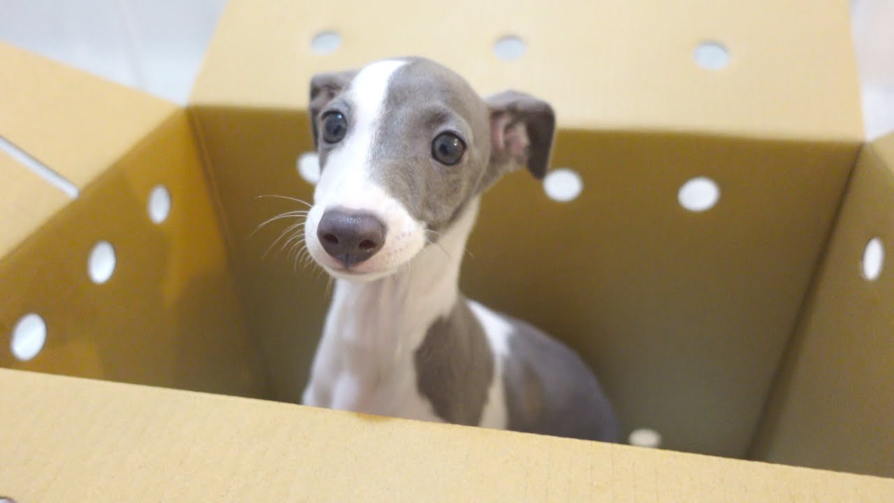 イタリアングレーハウンドの子犬をお迎えしたらビビって挙動が可愛すぎるw【イタグレ】
