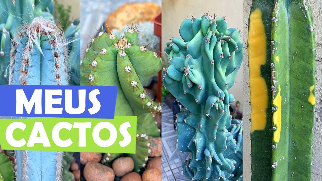 CACTOS DA MINHA COLEÇÃO - SUCU LOVERS