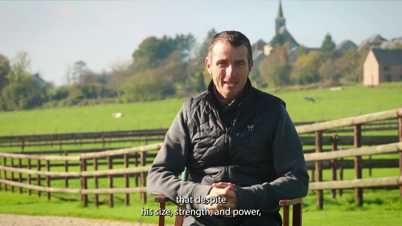 Bond Jamesbond de Hay - Wathelet & Botton Stallions 2025
