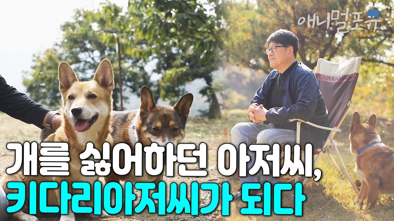 #동물극장단짝 I [풀버전] 개 냄새도 싫어했던 아저씨가 웰시코기 3마리에게 간택당한 사연?! I EP84화 I KBS 동물극장 단짝 231118 방송