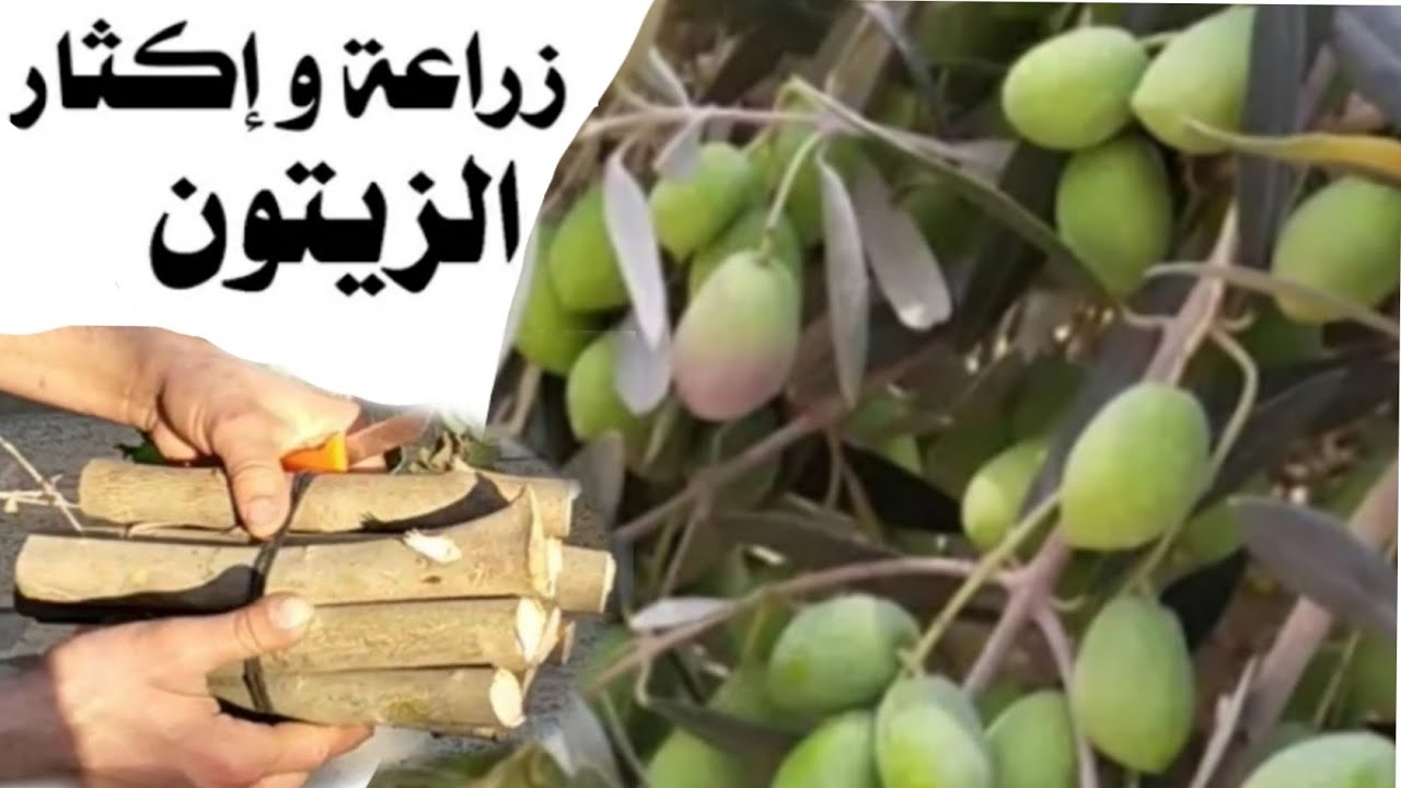 كيفية تجدير عقل الزيتون من الأغصان بكل سهولة