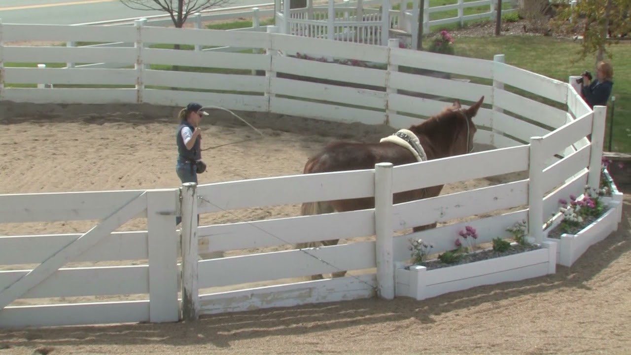 LTR Training Tip #53: Use of the Whip During Lunging