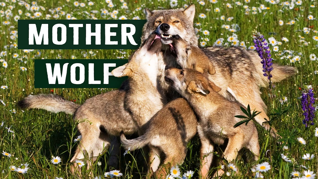 Return Of The Wild Wolves - Back In Germany After 150 Years | Apex Predator Documentary