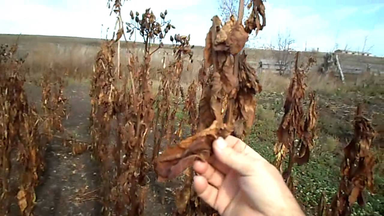 №65 Табак  Что делать с подмороженным табаком