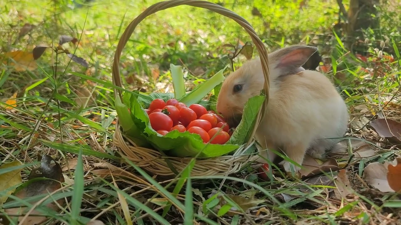 Simple Joys of Mealtime | Life with My Animals | Paw & Hoof Life