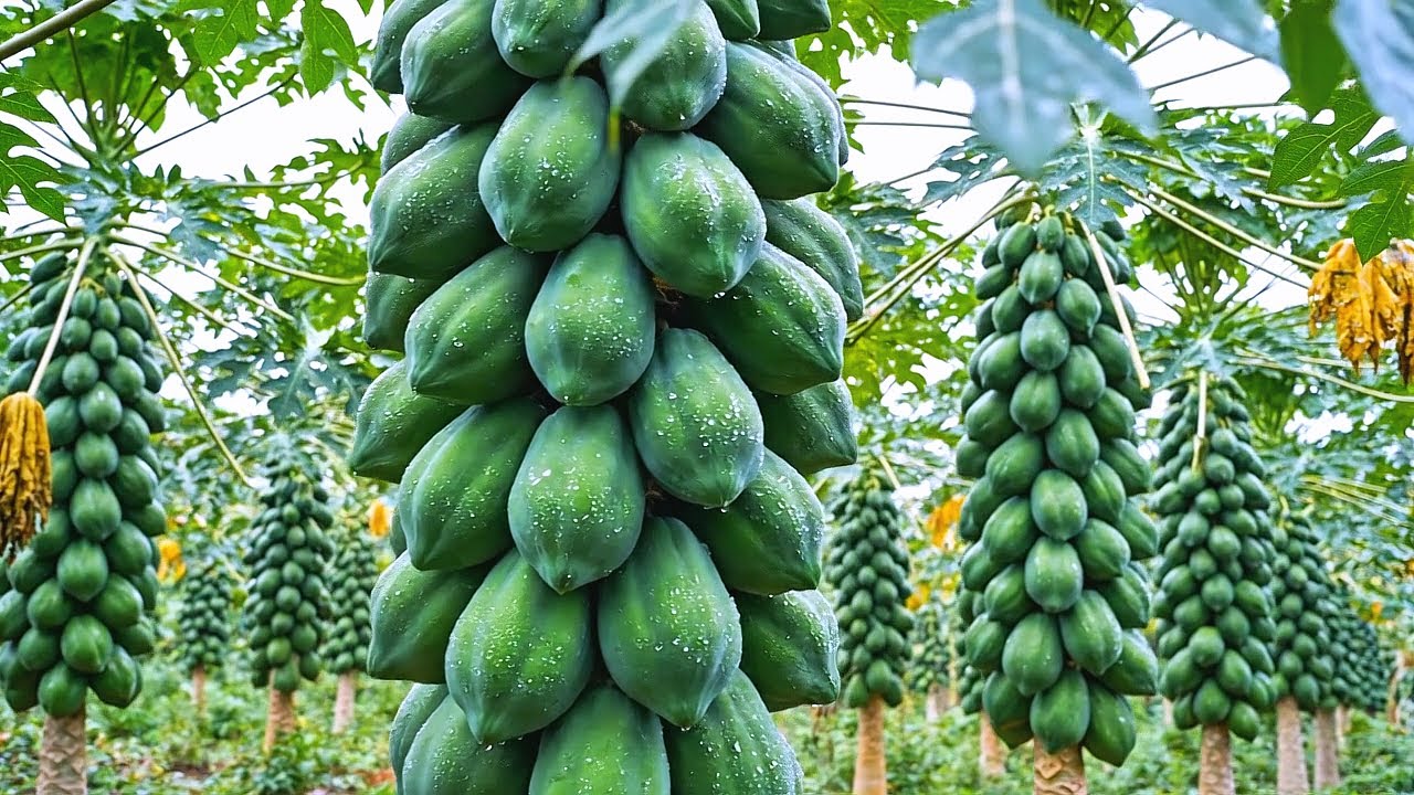 The World’s Largest Papaya Farm Scale 50,000 Hectares Exporting Worldwide