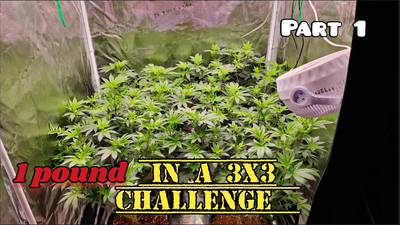 Выращивание растений 3x3, часть 1. Выращивание с помощью набора Mars Hydro All in one