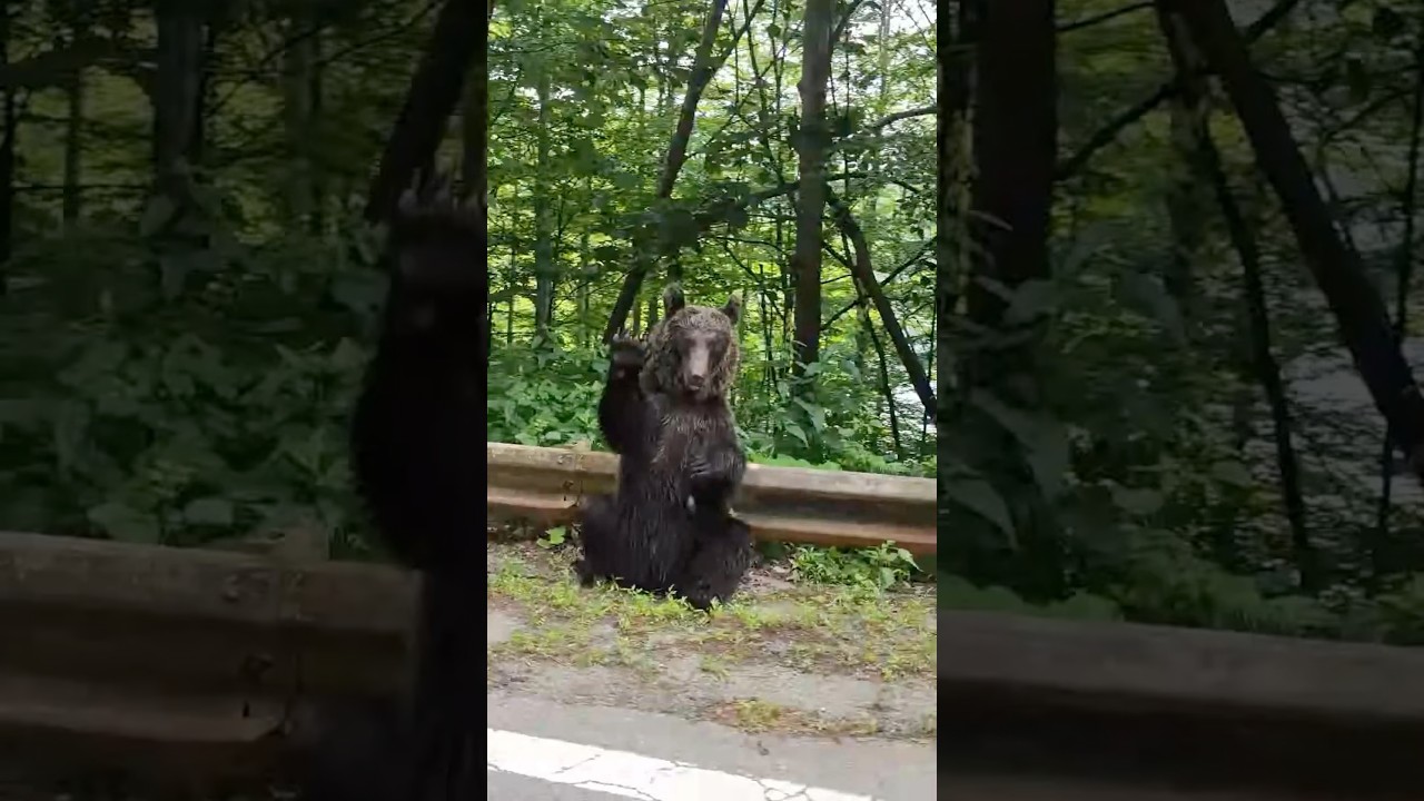 Семья черных медведей на шоссе