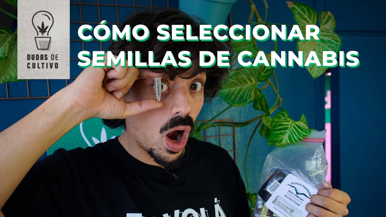 ELIGE SEMILLAS PARA CULTIVO DE MARIHUANA