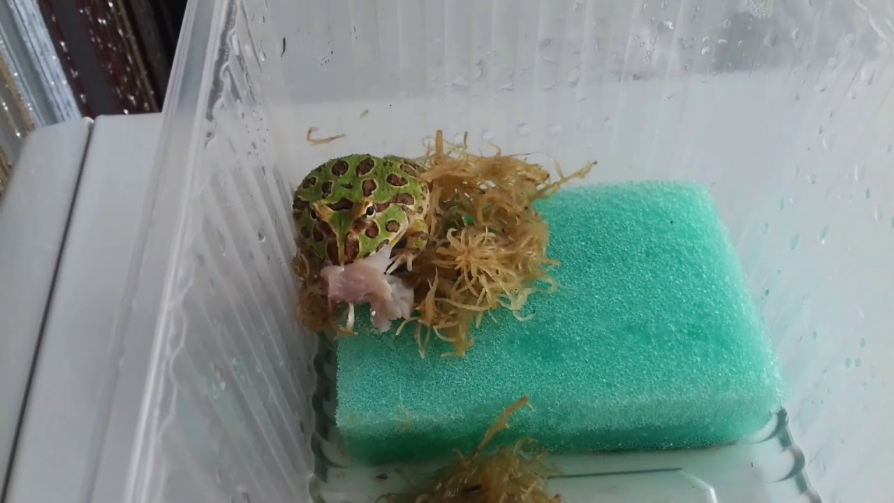 Кормление Лягушки рогатки Кранвелла Ceratophrys cranwelli