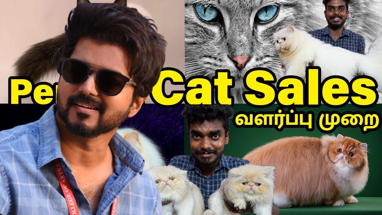 Master Vijay Cat Sales & How To Take Care Of Persian Cats / Persian Cats Vlog / Sam Joshua