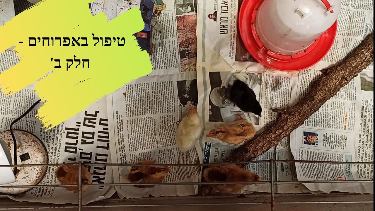טיפול באפרוחים חלק ב'