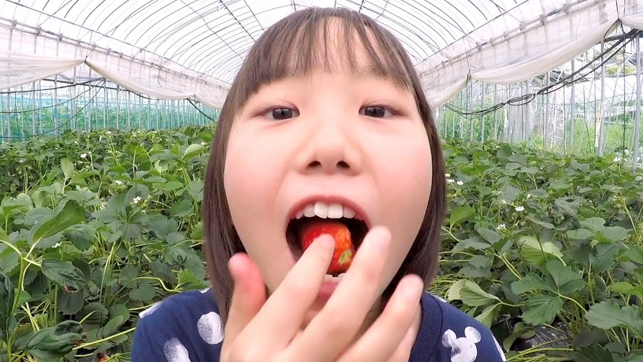 まーちゃん ほーちゃん いちご狩りの様子